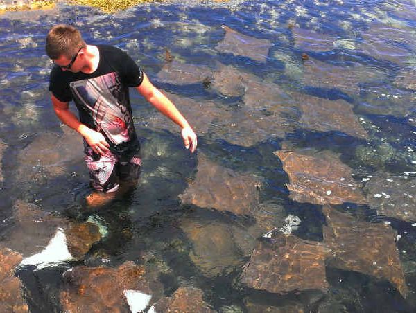 FEELING NO FEAR: Ryan Buckley in among the school of stingrays at Woody Head. PHOTO: STACEY LEE HARVEY FEELING NO FEAR: Ryan Buckley in among the school of stingrays at Woody Head. PHOTO: STACEY LEE HARVEY